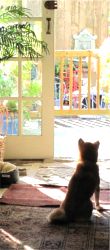 Dog at La Dauphine bed and breakfast, French Quarter, New Orleans